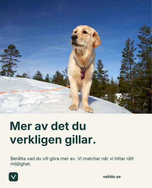 Inlägg från Vetido på Instagram