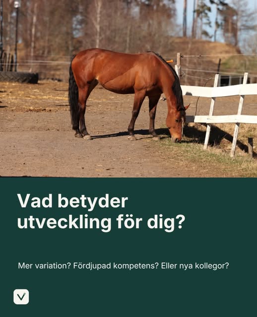Inlägg från Vetido på Instagram